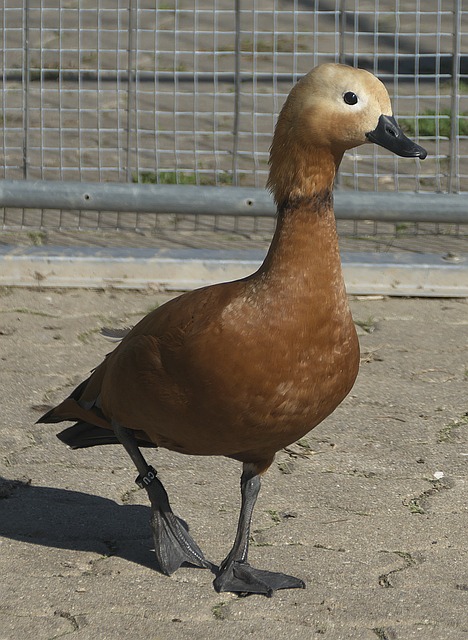 于广厦队来