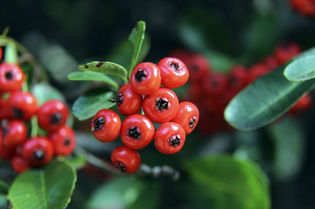 最昂贵的比 最昂贵的比